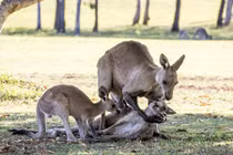 Đau lòng khoảnh khắc kangaroo đực từ giã bạn đời