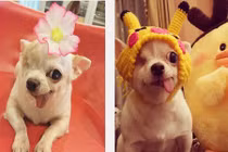 Gặp Yogurt, cô chó chihuahua chột một mắt điệu đà đáng yêu
