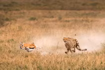Kịch tính cuộc sống động vật hoang dã ở Tanzania 