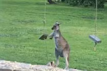 Kangaroo bực bội vì không thể chơi được thứ này của người
