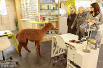 Độc đáo lạc đà Alpaca "xông pha" vào cửa hàng chọn kính 