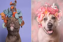 Ảnh đẹp mỹ miều của chó Pit bull mồ côi bên hoa 