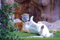 “Ngượng đỏ mặt” xem hổ vằn Bengal dụ dỗ hổ trắng “mây mưa” 