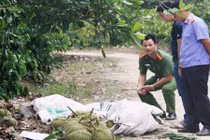 Bắt 3 nghi phạm trộm sầu riêng khiến 2 người tử vong