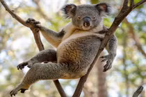 Gấu Koala đực gợi cảm, khoe dáng không kém siêu mẫu 
