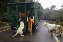 Hãi hùng cảnh vườn thú “nhốt” du khách để thú dữ quây