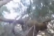 Video: Báo gấm săn khỉ đầu chó, không ngờ bị truy sát ngược
