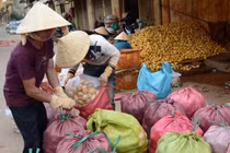 Chiêu “hô biến” khoai tây TQ thành khoai tây Đà Lạt