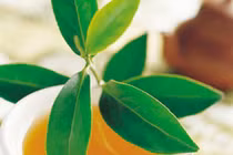 Lợi ích khi uống chè xanh