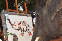 Chú voi Picasso