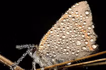 Hình ảnh lạ lẫm với côn trùng, macro và sương sớm