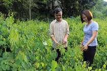 Nhà giàu Việt săn lùng “rau nhà nghèo”, không trồng cũng tự mọc xum xuê