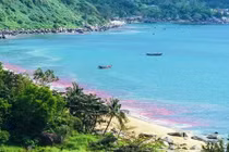 Làm rõ thông tin xuất hiện dải nước đỏ trên biển Đà Nẵng