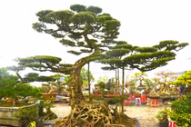 Đại gia An Giang chi 1,2 tỷ rinh cây sanh cổ về chơi Tết