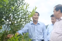 Bày cách cho người dân huyện nghèo trồng cây “tỷ đô“
