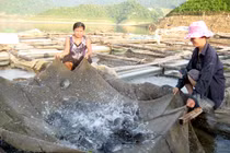 Vào thâm sơn cùng cốc, cảnh đẹp như tiên để nuôi cá sạch