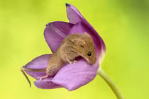 Video: Xỉu ngang xỉu dọc với bộ ảnh chuột đồng đu bám trên hoa tulip