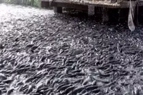 Video: Kinh ngạc cảnh tượng hàng triệu con cá thi nhau lao về phía bờ ao