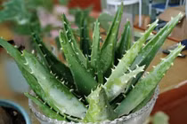 4 loại “cây lười” dễ trồng trong nhà, trồng thế nào cũng không tàn 