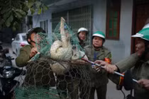 Gần 600 đội bắt chó thả rông ở Hà Nội hoạt động thế nào?