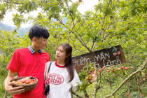  Khám phá “vườn mận chữa lành” nơi cổng trời Mường Lống