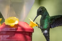Mãn nhãn ngắm bộ ảnh chim ruồi tuyệt đẹp