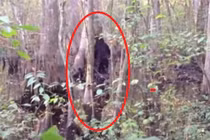 “Bắt quả tang” những lần quái vật Bigfoot xuất hiện... trêu con người