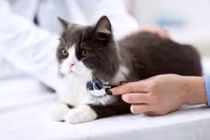 Điều thú vị ít ai ngờ tới về cái tai của loài mèo