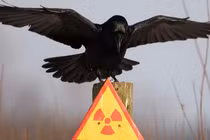Động vật hồi sinh thần kỳ ở làng Chernobyl sau nổ hạt nhân