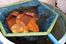 Lá bàng khô được rao bán rầm rộ có gì mà đắt đến vậy?