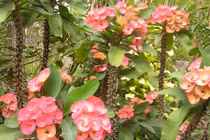 Loài hoa xương rồng nở hoa cực đẹp, nhưng dễ gây bỏng da