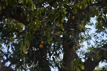 Cây xoài cổ thụ giữa lòng Hà Nội quả ngọt lịm nhưng chỉ chờ... rụng