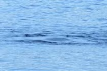 Quái vật hồ Loch Ness lại xuất hiện ở Scotland?