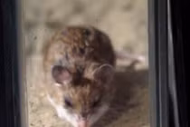Đại chiến nảy lửa giữa chuột và bọ cạp