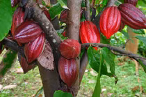 Khám phá thú vị về cây ca cao ít người hay