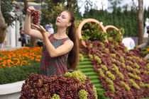 Du khách đua ép nho tại Lễ hội vang Sun Word Ba Na Hills