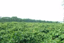 Phát huy nguồn lực đất nông nghiệp phục vụ cơ cấu lai nông nghiệp 