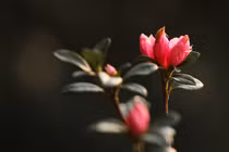 Xách ba lô lên và khám phá Vương quốc hoa đỗ quyên