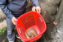 Người dân Quảng Trị giao nộp cá thể tê tê quý hiếm