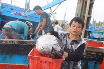 Ra biển săn cá ngừ, về làng xây nhan nhản biệt thự tiền tỉ