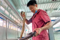 Cho rắn ở nhà lầu, anh nông dân thu trăm triệu mỗi năm