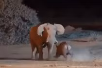 Video: Giao tranh ác liệt giữa hai gã khổng lồ voi và tê giác 