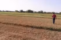 Video: Mexico trải qua đợt hạn hán tồi tệ nhất 30 năm qua