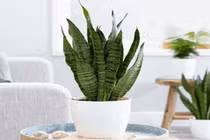 Nếu nhà bạn thiếu ánh nắng, hãy trồng 7 loại cây phong thủy này
