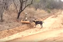 Video: Đàn chó hoang "mổ bụng" linh dương Impala