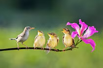 Hết tháng 1 Âm lịch, 4 con giáp không còn nghèo khó