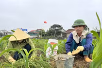 Người dân hối hả thu hoạch "đặc sản xứ Nghệ"