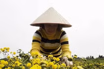Suốt thế kỷ trồng hoa cúc chi, cả làng đều đặn thu tiền tỷ