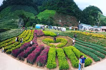 Thung lũng hoa đẹp như mơ ở thiên đường Mộc Châu