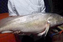 Ngư dân bắt được cá sủ vàng nặng 8kg trên sông Tiền 